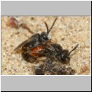 Sphecodes sp - Blutbiene 14e 4-5mm Paarung - Sandgrube Niedringhaussee.jpg